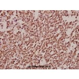Anti-TAF II p68 (N380) Antibody from Bioworld Technology (BS2499) - Antibodies.com