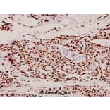 Anti-Dlx-4 (Q90) Antibody from Bioworld Technology (BS2500) - Antibodies.com