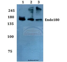 Anti-Endo180 (G145) Antibody from Bioworld Technology (BS2506) - Antibodies.com