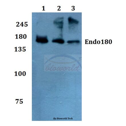 Anti-Endo180 (G145) Antibody from Bioworld Technology (BS2506) - Antibodies.com