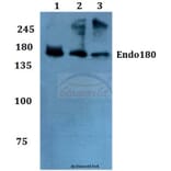 Anti-Endo180 (G145) Antibody from Bioworld Technology (BS2506) - Antibodies.com