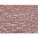 Anti-Endo180 (G145) Antibody from Bioworld Technology (BS2506) - Antibodies.com