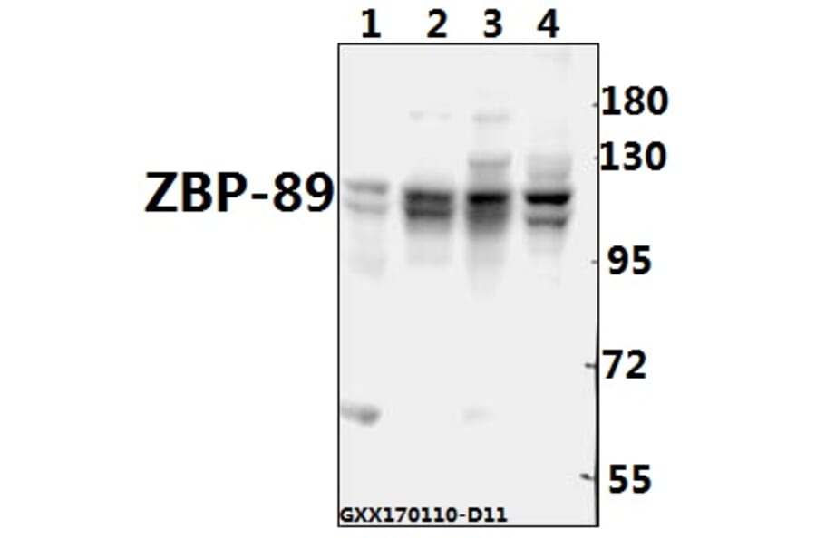 Anti-ZBP-89 (E84) Antibody from Bioworld Technology (BS2510) - Antibodies.com