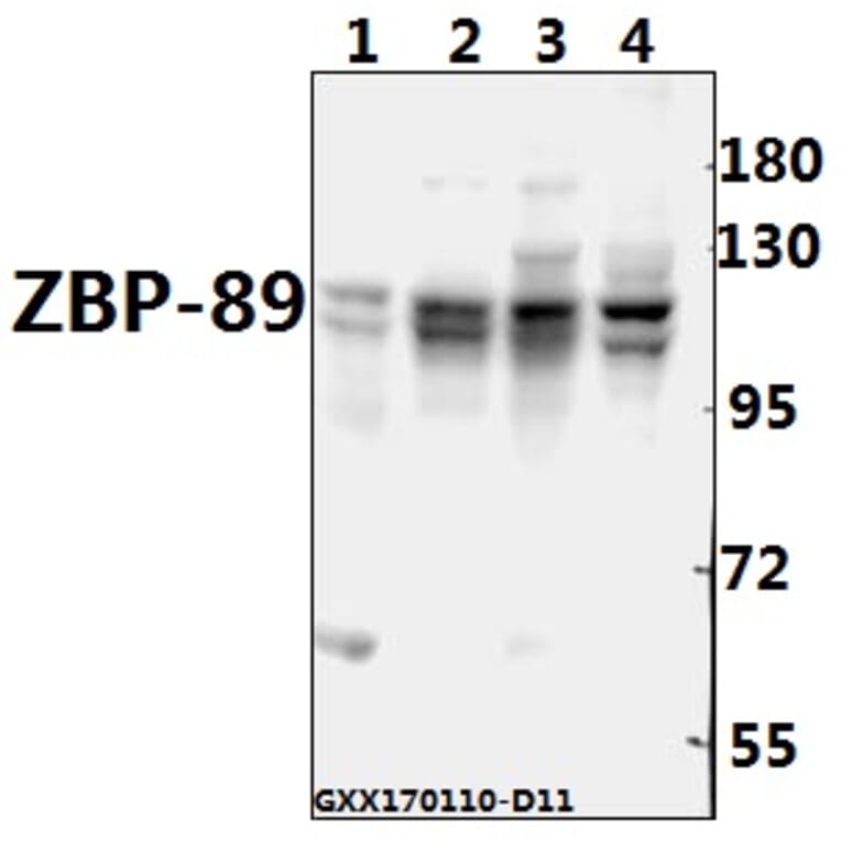Anti-ZBP-89 (E84) Antibody from Bioworld Technology (BS2510) - Antibodies.com