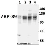 Anti-ZBP-89 (E84) Antibody from Bioworld Technology (BS2510) - Antibodies.com