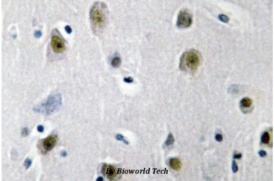 Anti-ZBP-89 (E84) Antibody from Bioworld Technology (BS2510) - Antibodies.com