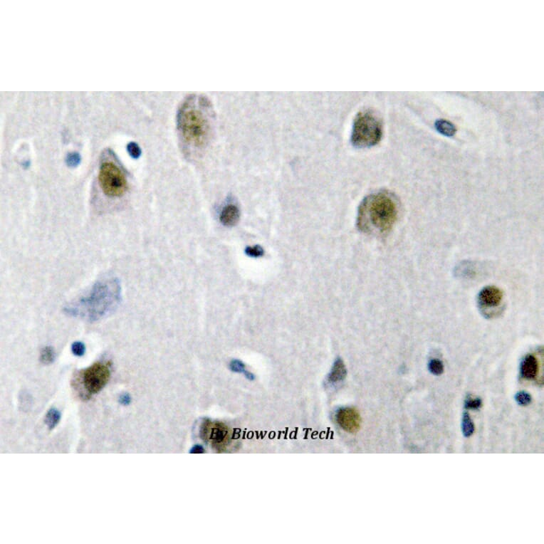 Anti-ZBP-89 (E84) Antibody from Bioworld Technology (BS2510) - Antibodies.com