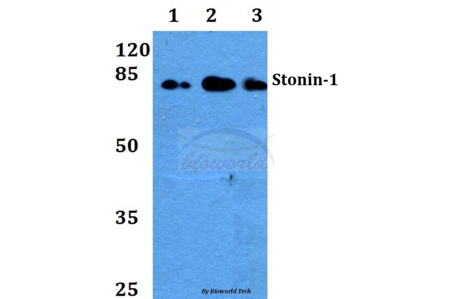 Anti-Stonin-1 (W718) Antibody from Bioworld Technology (BS2511) - Antibodies.com