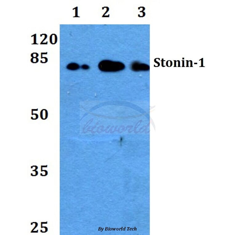 Anti-Stonin-1 (W718) Antibody from Bioworld Technology (BS2511) - Antibodies.com