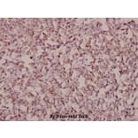 Anti-Stonin-1 (W718) Antibody from Bioworld Technology (BS2511) - Antibodies.com