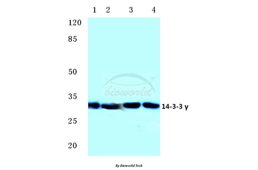 Anti-14-3-3 γ (M81) Antibody from Bioworld Technology (BS2512) - Antibodies.com