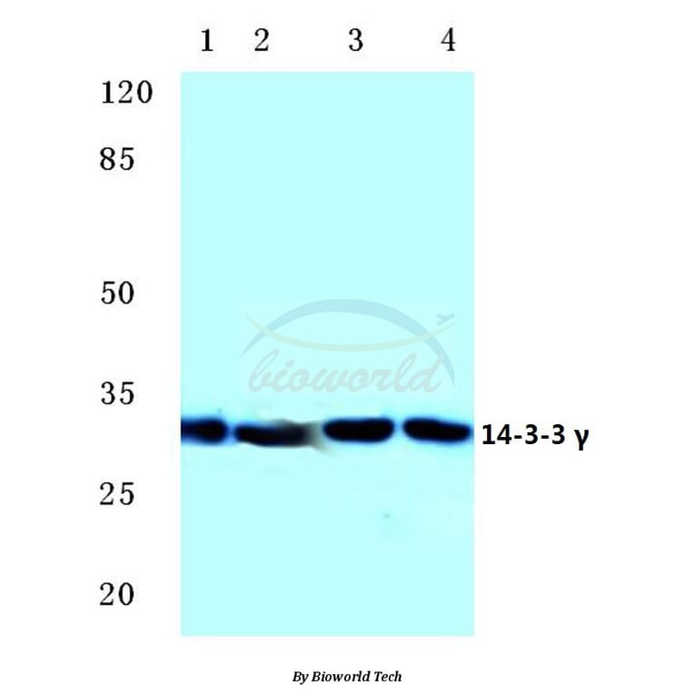 Anti-14-3-3 γ (M81) Antibody from Bioworld Technology (BS2512) - Antibodies.com