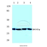 Anti-14-3-3 γ (M81) Antibody from Bioworld Technology (BS2512) - Antibodies.com