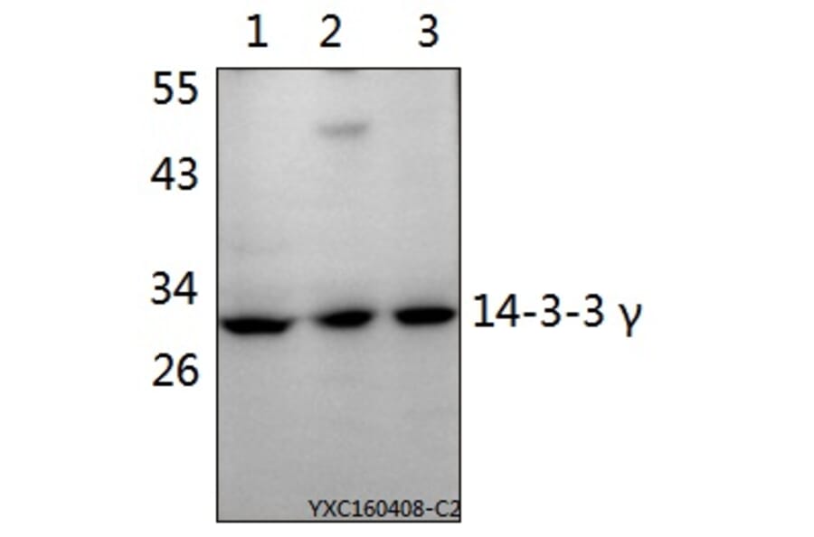 Anti-14-3-3 γ (M81) Antibody from Bioworld Technology (BS2512) - Antibodies.com