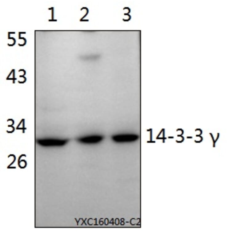 Anti-14-3-3 γ (M81) Antibody from Bioworld Technology (BS2512) - Antibodies.com