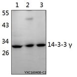 Anti-14-3-3 γ (M81) Antibody from Bioworld Technology (BS2512) - Antibodies.com