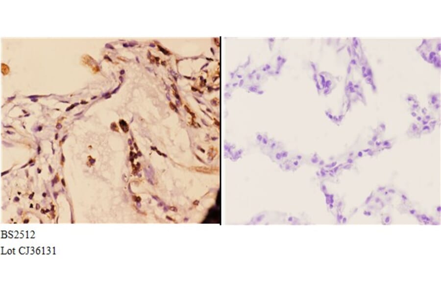 Anti-14-3-3 γ (M81) Antibody from Bioworld Technology (BS2512) - Antibodies.com