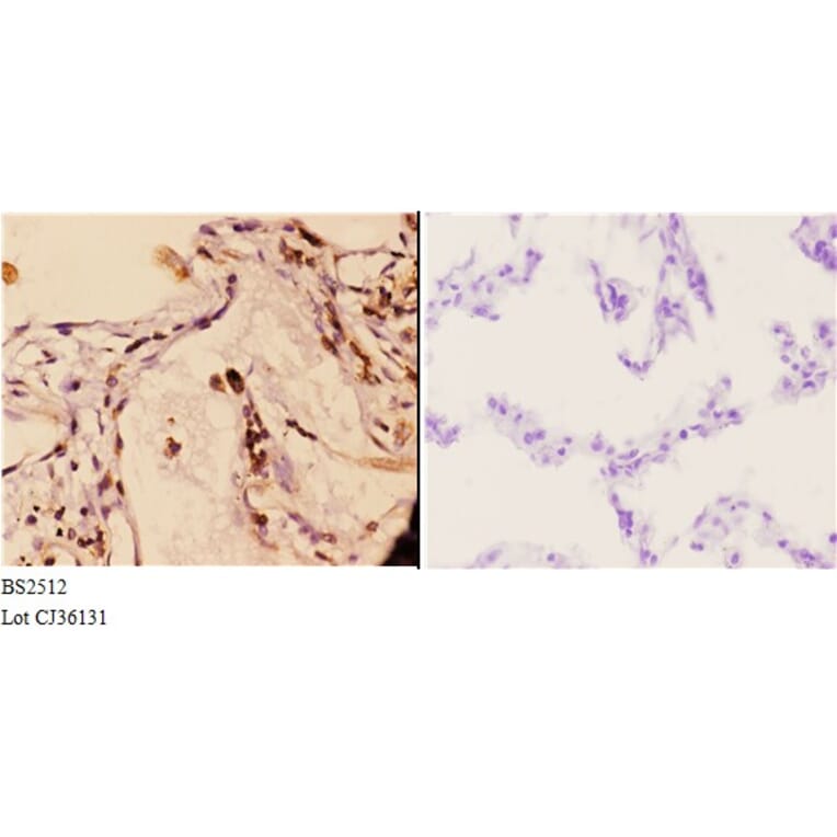 Anti-14-3-3 γ (M81) Antibody from Bioworld Technology (BS2512) - Antibodies.com