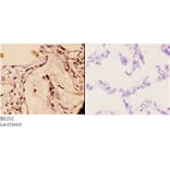 Anti-14-3-3 γ (M81) Antibody from Bioworld Technology (BS2512) - Antibodies.com