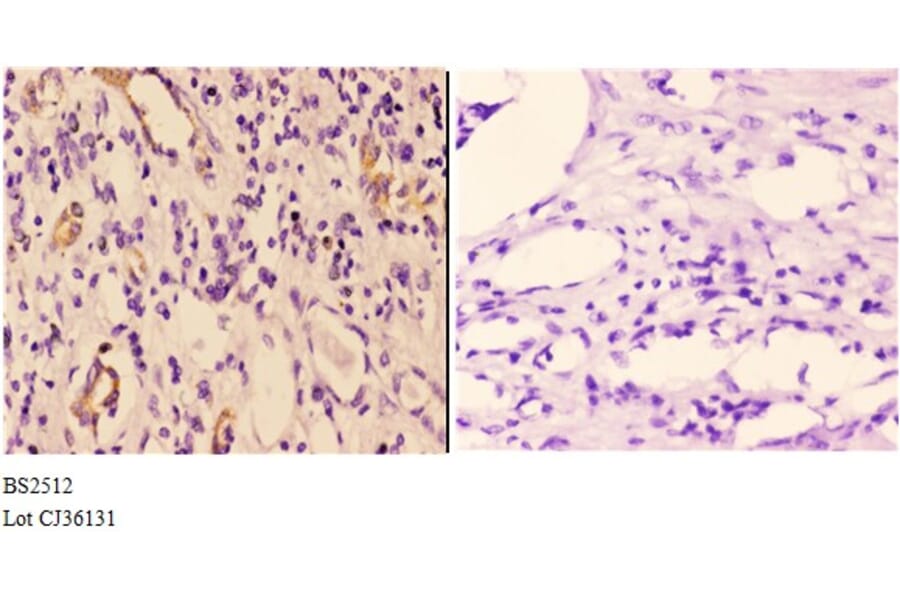 Anti-14-3-3 γ (M81) Antibody from Bioworld Technology (BS2512) - Antibodies.com