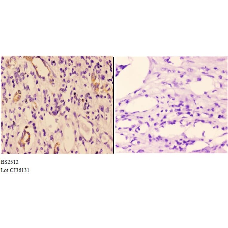 Anti-14-3-3 γ (M81) Antibody from Bioworld Technology (BS2512) - Antibodies.com