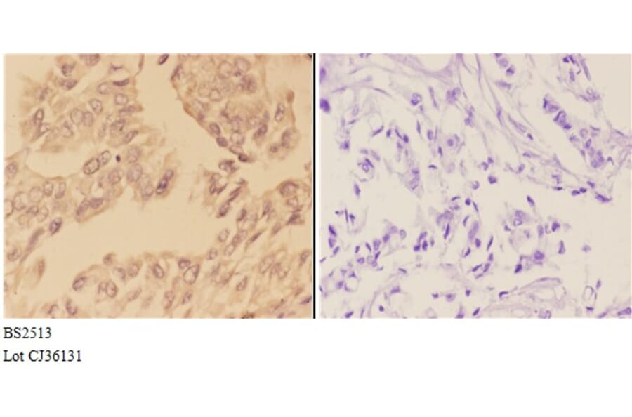 Anti-ABL1 (E883) Antibody from Bioworld Technology (BS2513) - Antibodies.com
