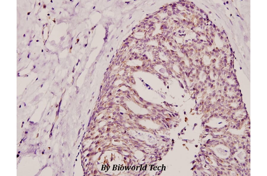 Anti-Cox-17 (N8) Antibody from Bioworld Technology (BS2514) - Antibodies.com