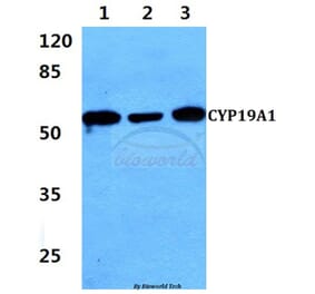 Anti-CYP19A1 (K243) Antibody from Bioworld Technology (BS2516) - Antibodies.com
