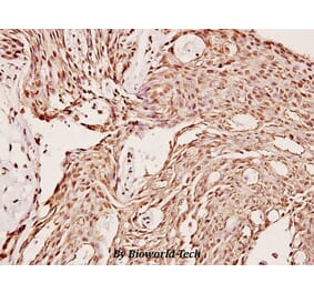 Anti-CYP2C19 (K270) Antibody from Bioworld Technology (BS2517) - Antibodies.com