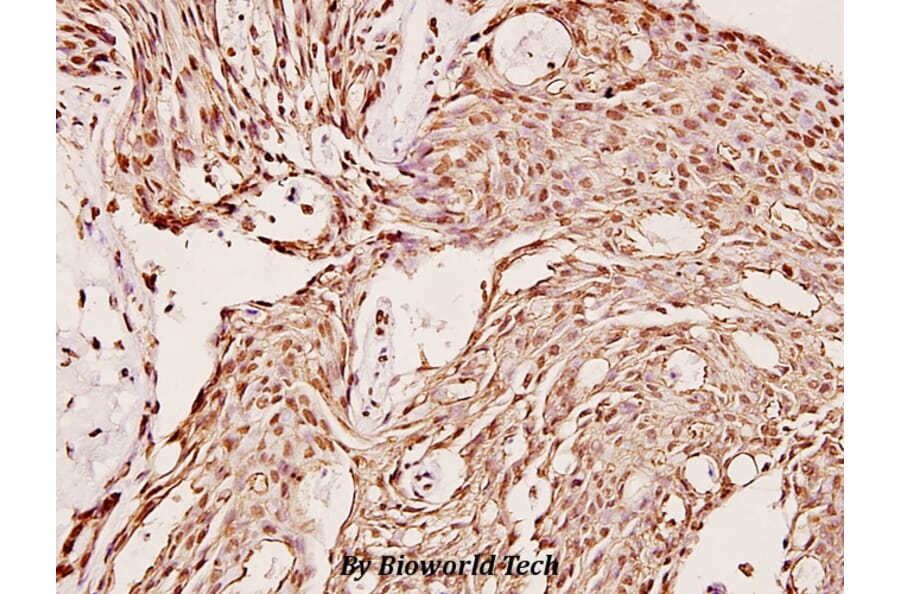 Anti-CYP2C19 (K270) Antibody from Bioworld Technology (BS2517) - Antibodies.com