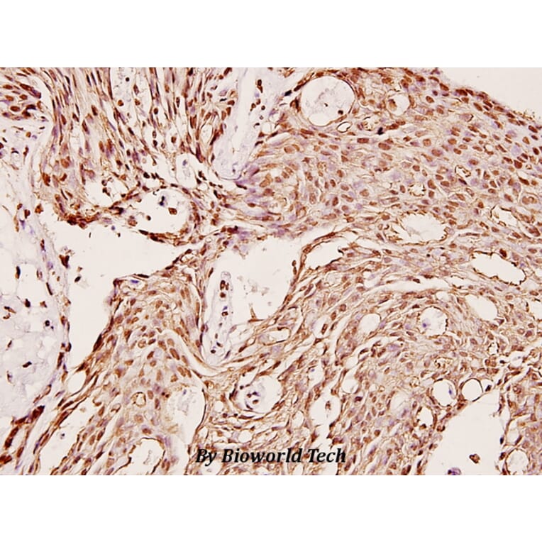 Anti-CYP2C19 (K270) Antibody from Bioworld Technology (BS2517) - Antibodies.com