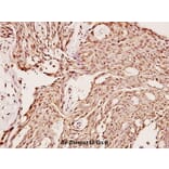 Anti-CYP2C19 (K270) Antibody from Bioworld Technology (BS2517) - Antibodies.com