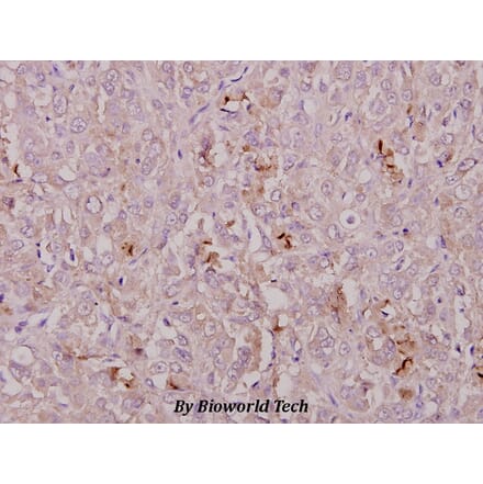 Anti-COL1A2 (T501) Antibody from Bioworld Technology (BS2522) - Antibodies.com