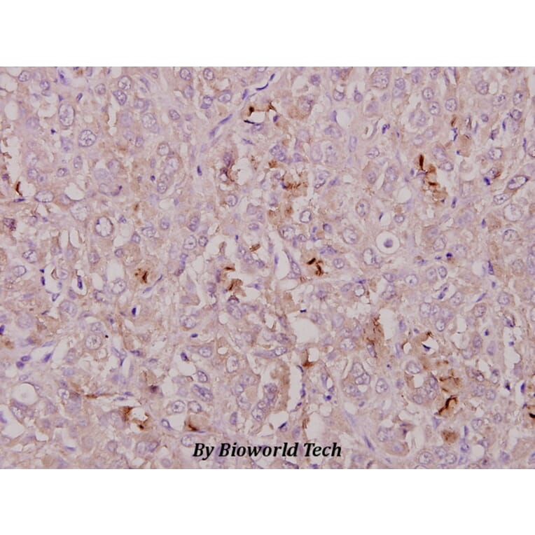 Anti-COL1A2 (T501) Antibody from Bioworld Technology (BS2522) - Antibodies.com