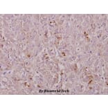 Anti-COL1A2 (T501) Antibody from Bioworld Technology (BS2522) - Antibodies.com