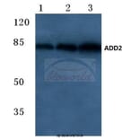 Anti-Adducin β (E497) Antibody from Bioworld Technology (BS2523) - Antibodies.com