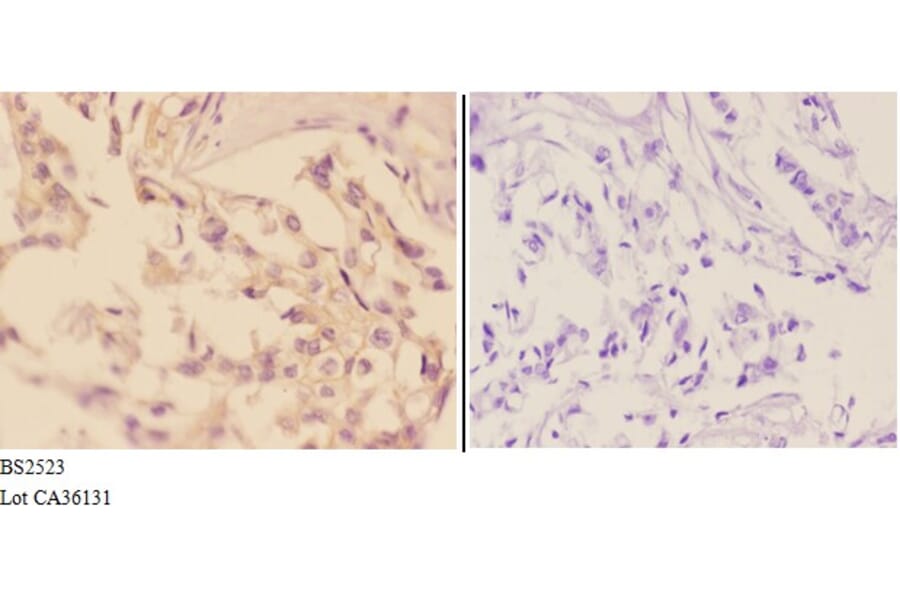 Anti-Adducin β (E497) Antibody from Bioworld Technology (BS2523) - Antibodies.com
