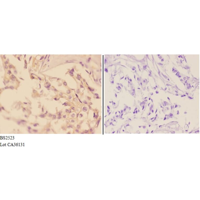 Anti-Adducin β (E497) Antibody from Bioworld Technology (BS2523) - Antibodies.com