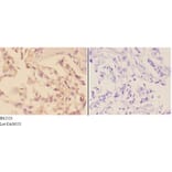 Anti-Adducin β (E497) Antibody from Bioworld Technology (BS2523) - Antibodies.com