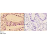 Anti-Adducin β (E497) Antibody from Bioworld Technology (BS2523) - Antibodies.com