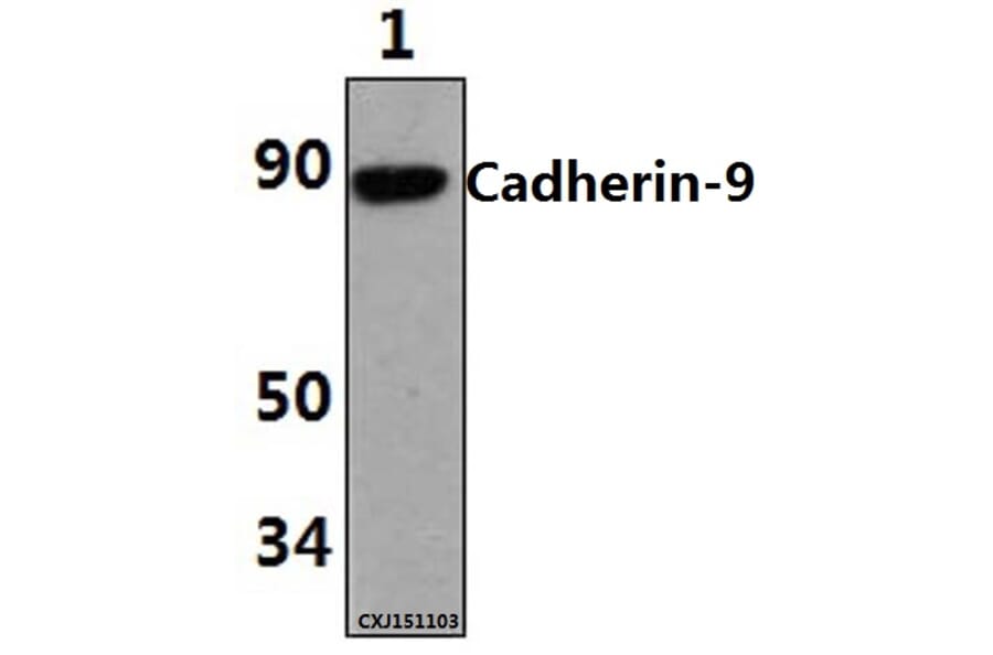 Anti-Cadherin-9 (P222) Antibody from Bioworld Technology (BS2526) - Antibodies.com