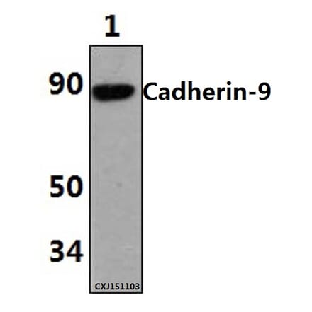 Anti-Cadherin-9 (P222) Antibody from Bioworld Technology (BS2526) - Antibodies.com