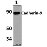 Anti-Cadherin-9 (P222) Antibody from Bioworld Technology (BS2526) - Antibodies.com