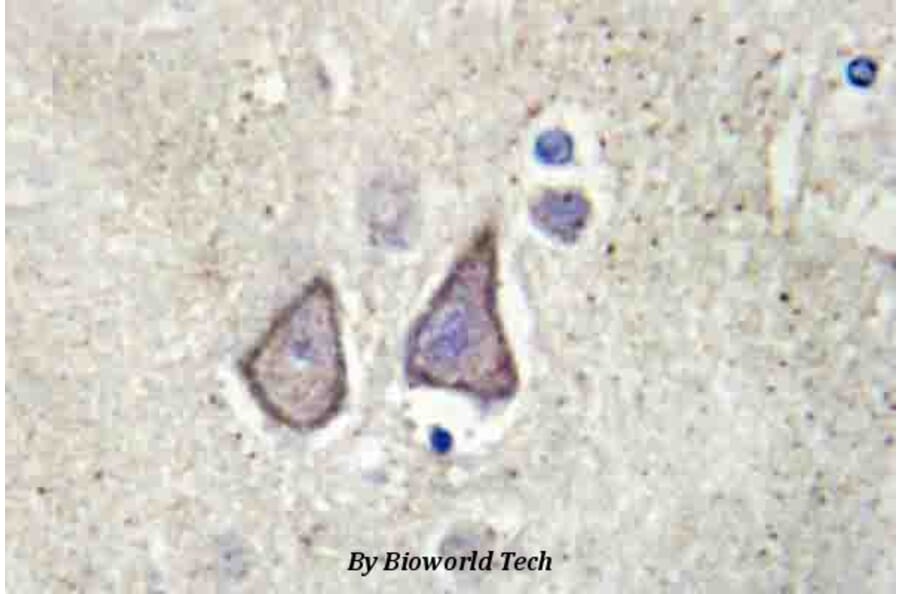 Anti-Cadherin-9 (P222) Antibody from Bioworld Technology (BS2526) - Antibodies.com