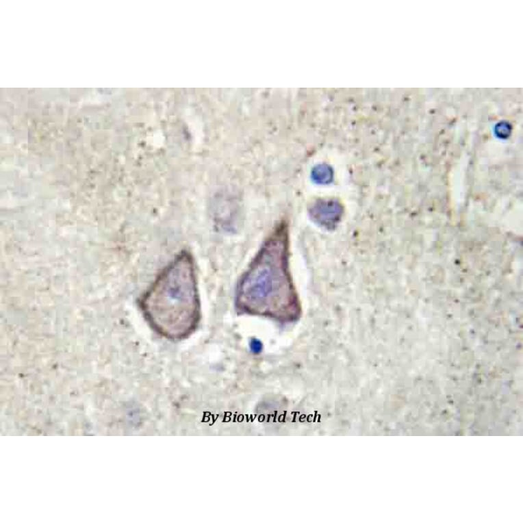 Anti-Cadherin-9 (P222) Antibody from Bioworld Technology (BS2526) - Antibodies.com