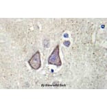 Anti-Cadherin-9 (P222) Antibody from Bioworld Technology (BS2526) - Antibodies.com