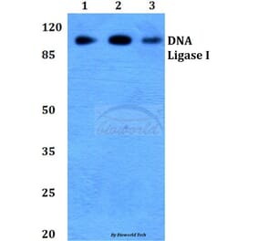 Anti-DNA Ligase I (E139) Antibody from Bioworld Technology (BS2528) - Antibodies.com