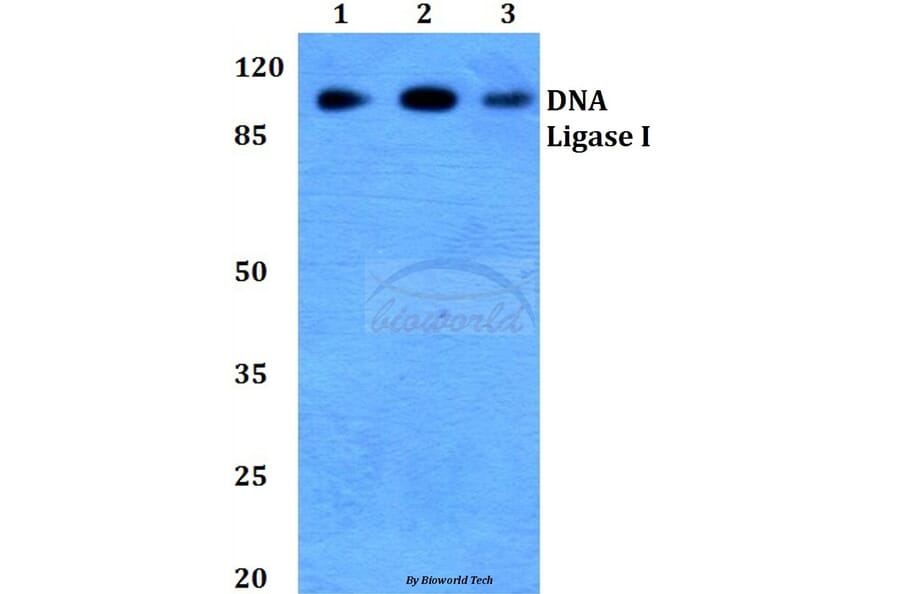 Anti-DNA Ligase I (E139) Antibody from Bioworld Technology (BS2528) - Antibodies.com
