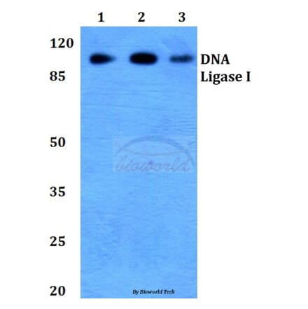 Anti-DNA Ligase I (E139) Antibody from Bioworld Technology (BS2528) - Antibodies.com
