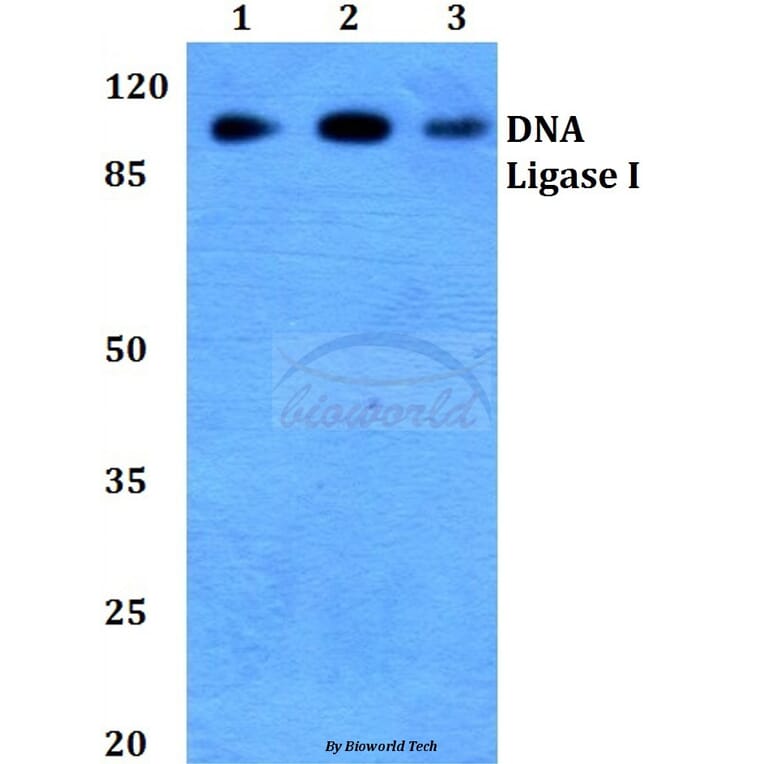Anti-DNA Ligase I (E139) Antibody from Bioworld Technology (BS2528) - Antibodies.com